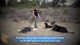 FINE-TUNED CANINES Florida Board and Train: Eli's adventures in Florida