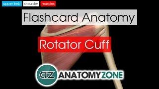 Rotator Cuff | Flashcard Anatomy