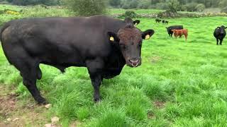 Bull deciding he does not want to let me trough the gate