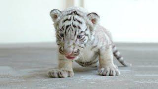 Cute Baby Tiger Videos To Make You Smile - Tiger Cubs Are Awesome