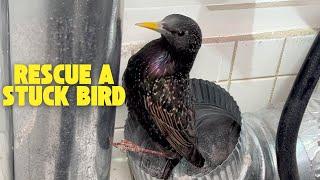 STUCK! Rescuing a Bird From a Dryer Vent Pipe