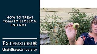 How to Treat Tomato Blossom End Rot