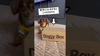 愛犬チワックス君に毎月のプレゼント️