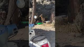 Deer can display adaptive behavior by learning to navigate and exploit the resources in urban areas