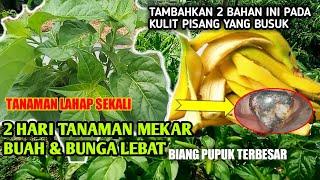 kulit pisang!!setara satu damtruk pupuk jika ada bulu ininya