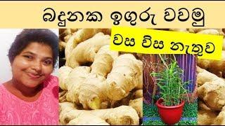 වැඩි පලදාවක් දෙන ඉගුරු පැලයක් බදුනක හදමු ~ Shra Raji ~ Ginger cultivation in a pot