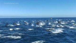 Hundreds of Dolphins Stampede Near Dana Point, California | Capt. Dave's Whale Watching