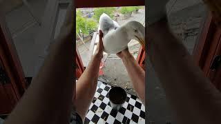 Trying To Hold My Pet Seagull Part 8!