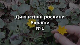 Дикі їстівні рослини України №1