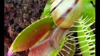 HUGE SNAIL ENTERS THE JAWS OF MY VENUS FLYTRAP