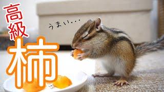 【シマリス】高級な柿をリスにあげてみたらまさかの結果に、、、