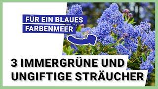 3 immergrüne und ungiftige Sträucher, die ganzjährig den Garten verschönern