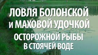 КАК ЛОВИТЬ и ПОЙМАТЬ ОСТОРОЖНУЮ РЫБУ на БОЛОНСКУЮ и МАХОВУЮ УДОЧКУ в СТОЯЧЕЙ ВОДЕ