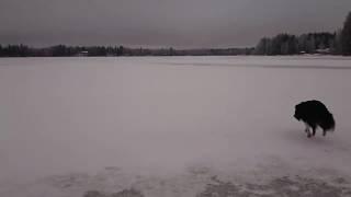 Shelties on ice, showdrifting with a kickspark