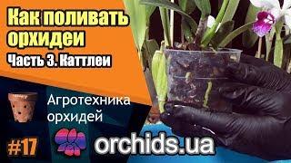 Как поливать орхидеи. Часть 3. Как поливать каттлеи (Cattleya).