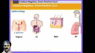 Diagnostic Microbiology: Streptococci-A