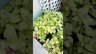 #들깨 농사. #Perilla farming. #Thinning them out #솎아주기