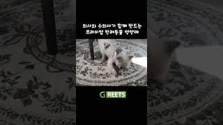 펠런스 동영상