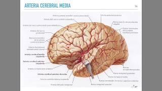 Irrigación cerebral