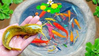 Most Amazing Catch Colorful Ornamental Fish, Catfish in Tiny Ponds, Betta Fish & Many Tiny Koi Fish