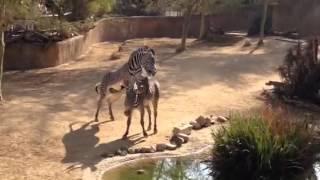 Zebra mating at LA Zoo