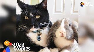 Feisty Cat Plays SO Gently With His Bunny Best Friend | The Dodo Odd Couples