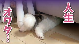 ソファの下にはさまって人生詰んだ猫【関西弁でしゃべる猫】【猫アテレコ】