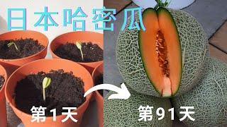 如何种植日本哈密瓜,, 从种子到收割91天!