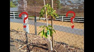 When to give up on an avocado tree