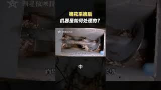 棉花采摘後，是如何被機器處理的？（中）