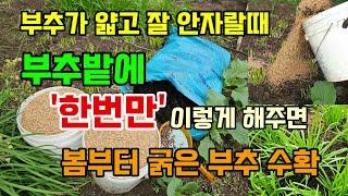 부추밭에 한번만 이렇게 해주면 얇고 잘 안크던 부추도 봄부터 굵은 부추 수확합니다 부추 옮겨 심는 방법 #부추농사