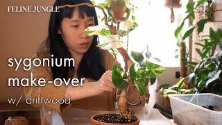 Growing Plants on Driftwood DIY Idea | Variegated Syngonium Albo Makeover | 04