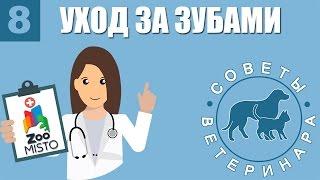 Уход за зубами | Зачем и как правильно ухаживать за зубами животных | Советы Ветеринара