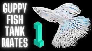 Guppy Fish Care – 20 Best Guppy Fish Tank Mates - Part 1