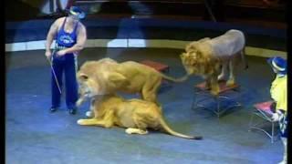 Trained tigers and lions