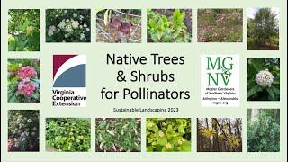 Native Trees & Shrubs for Pollinators