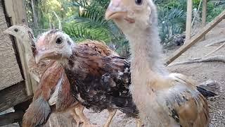 Hasil Persilangan Ayam Petelur Dengan Ayam Bangkok