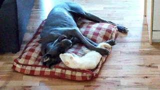 Great Dane vs. cat