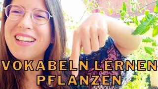 VOKABELN - Deutsch lernen: Kräuter und Pflanzen | Wortschatz A2/B1/B2 | Learn German: Herbs + plants