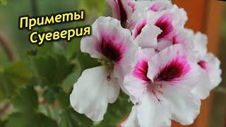 Королевская пеларгония в доме – приметы и суеверия.
