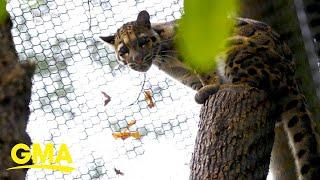 Missing Dallas Zoo leopard found on site | GMA