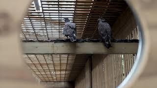 Rescued Northern Goshawk Takes Flight