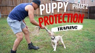 Phase 1: Puppy Protection Training 101