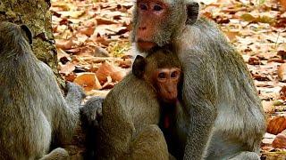 OMG! Big monkey Janet steal milk her sibling baby Janna Jane tries reject but mum's heart later ok