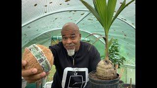 Grow a coconut palm from a store bought coconut  