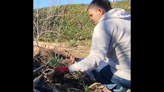 Je détruis mon potager !