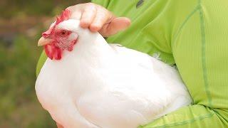 3 Chicken Breeds That Won't Disappoint You