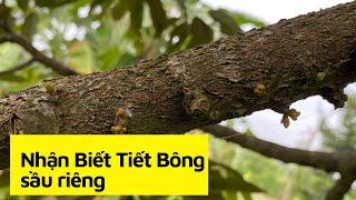 Cách nhận biết tiết Bông Sầu Riêng và Rước mắt cua đúng cách