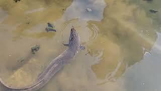 long-finned eel (Anguilla reinhardtii)