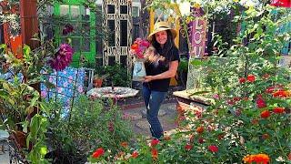 Harvesting Zinnia Seeds & Playing With Chickens (zone9b)